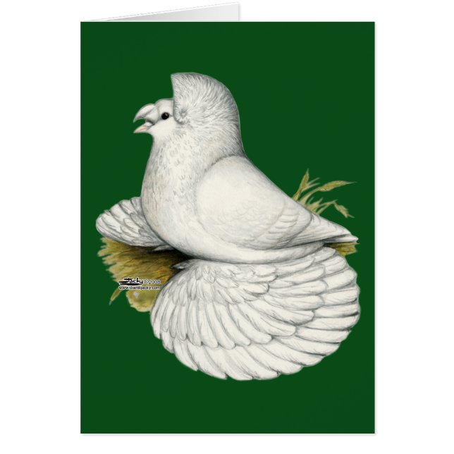 Trumpeter Pigeon White (Voorkant)