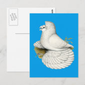 Trumpeter Pigeon White Briefkaart (Voorkant / Achterkant)