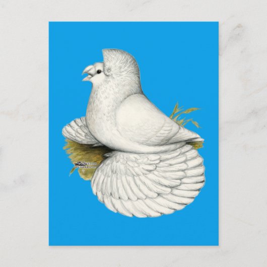 Trumpeter Pigeon White Briefkaart (Voorkant)