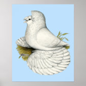 Trumpeter Pigeon White Poster (Voorkant)