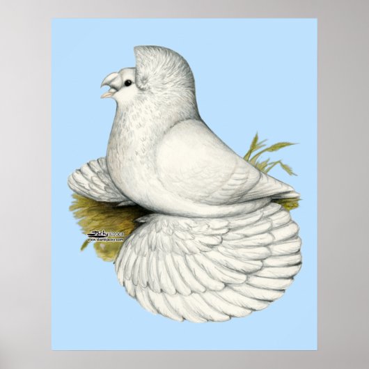 Trumpeter Pigeon White Poster (Voorkant)