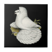 Trumpeter Pigeon White Tegeltje (Voorkant)
