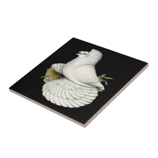 Trumpeter Pigeon White Tegeltje (Zijkant)