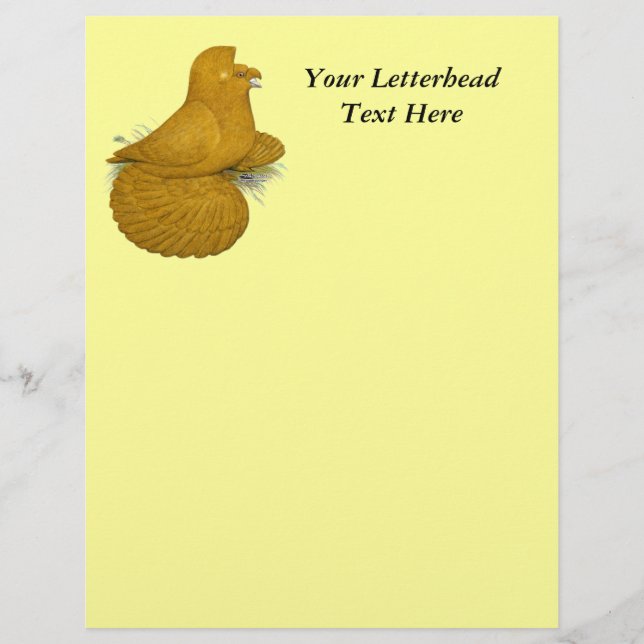Trumpeter Pigeon Yellow Self (Voorkant)