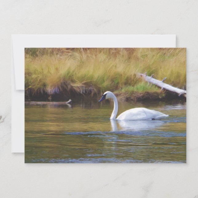 Trumpeter Swan (Voorkant)