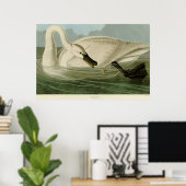 Trumpeter-swan antiek litho-bord Audubon Poster (Thuiskantoor)