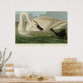 Trumpeter-swan antiek litho-bord Audubon Poster (Keuken)