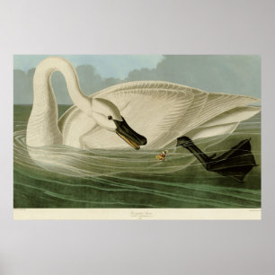 Trumpeter-swan antiek litho-bord Audubon Poster