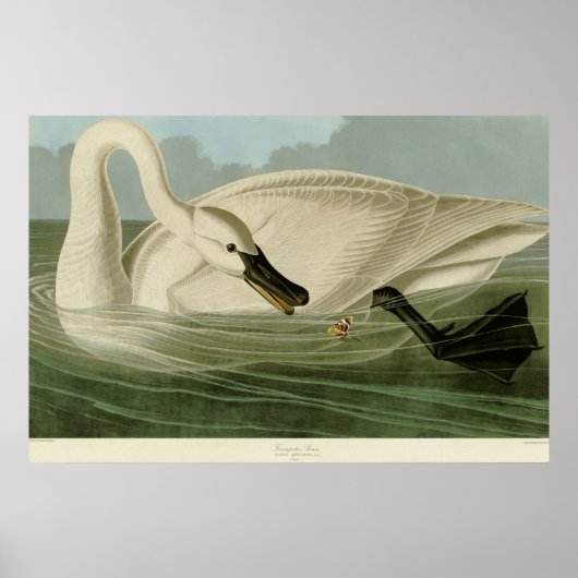 Trumpeter-swan antiek litho-bord Audubon Poster (Voorkant)