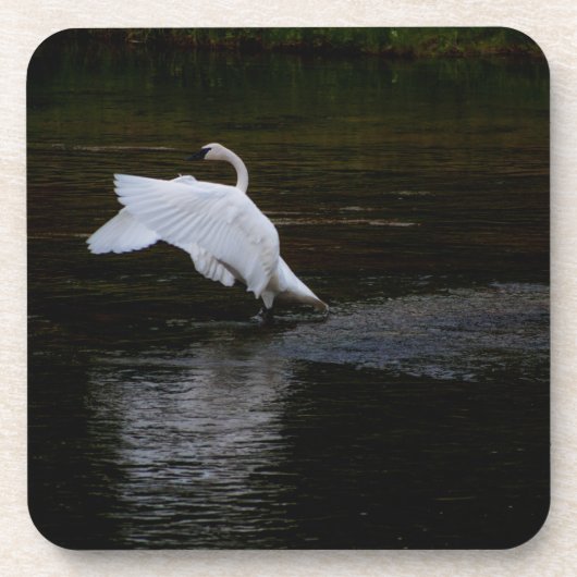 Trumpeter Swan Bier Onderzetter (Voorkant)