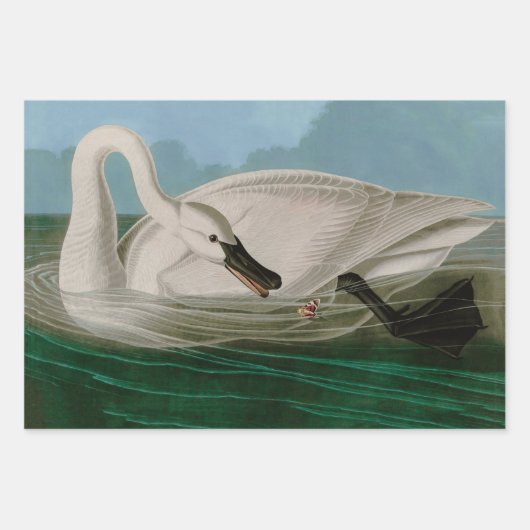 Trumpeter Swan Birds of America Audubon Print Inpakpapier Vel (Voorkant)