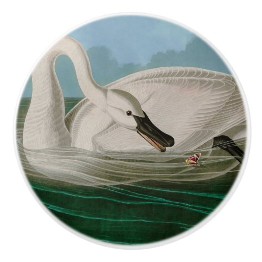 Trumpeter Swan Birds of America Audubon Print Keramische Knop (Voorkant)