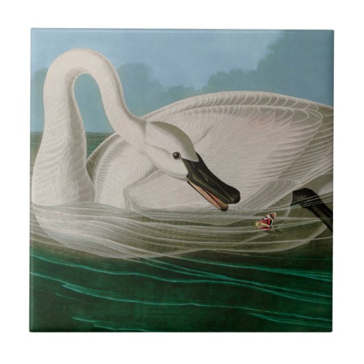 Trumpeter Swan Birds of America Audubon Print Tegeltje (Voorkant)
