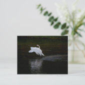 Trumpeter Swan Briefkaart (Staand voorkant)