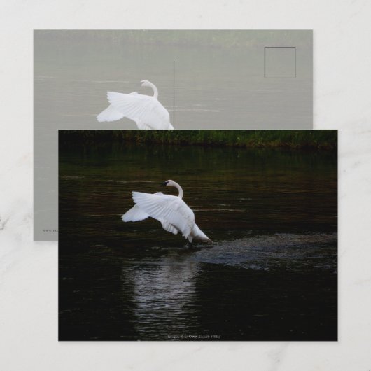 Trumpeter Swan Briefkaart (Voorkant / Achterkant)