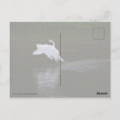 Trumpeter Swan Briefkaart (Achterkant)