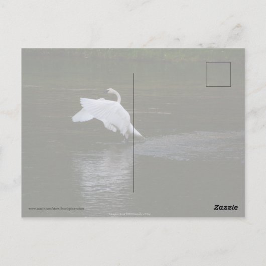 Trumpeter Swan Briefkaart (Achterkant)