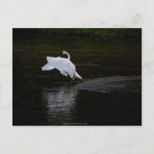 Trumpeter Swan Briefkaart