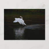 Trumpeter Swan Briefkaart (Voorkant)