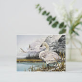Trumpeter Swan Briefkaarten (Staand voorkant)