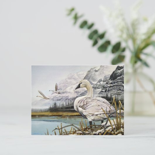 Trumpeter Swan Briefkaarten (Staand voorkant)