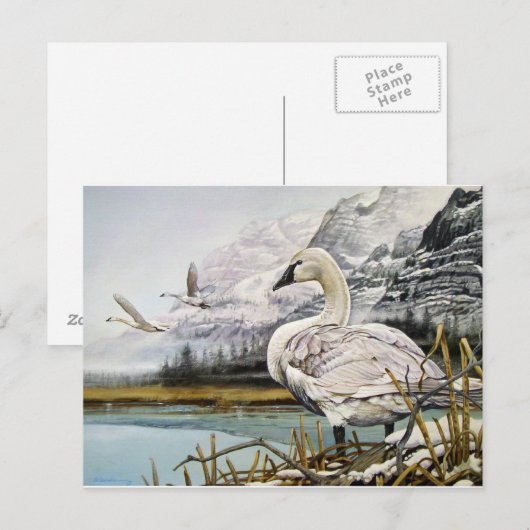 Trumpeter Swan Briefkaarten (Voorkant / Achterkant)