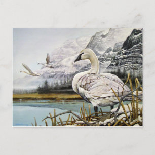 Trumpeter Swan Briefkaarten