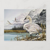 Trumpeter Swan Briefkaarten (Voorkant)