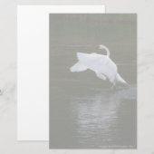Trumpeter Swan Briefpapier (Voorkant / Achterkant)