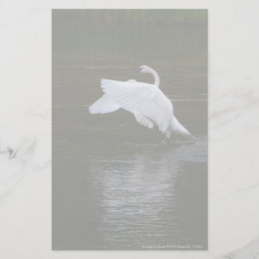 Trumpeter Swan Briefpapier (Voorkant)