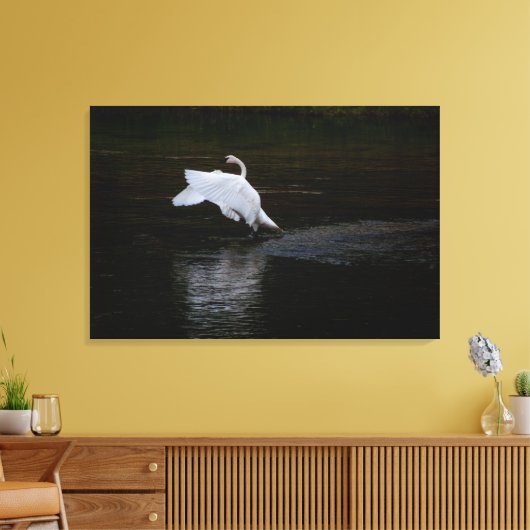 Trumpeter Swan Canvas Afdruk (Insitu (Woonkamer))