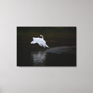 Trumpeter Swan Canvas Afdruk