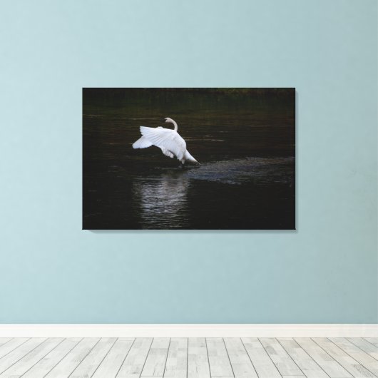 Trumpeter Swan Canvas Afdruk (Insitu (Houten vloer))