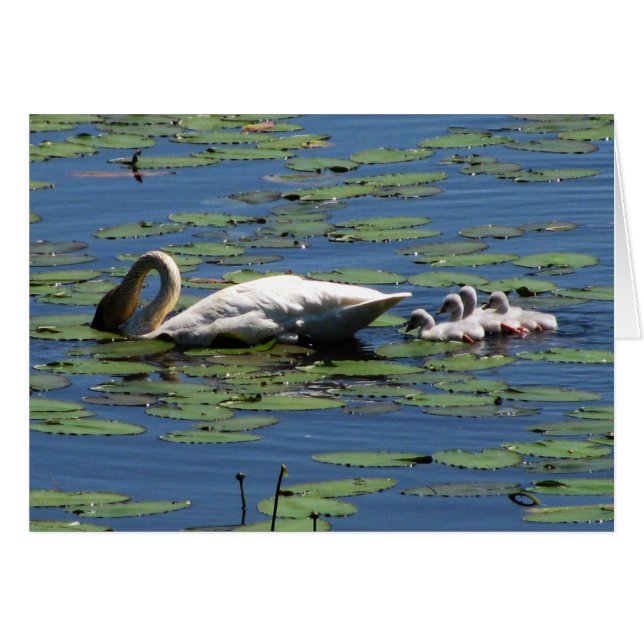 Trumpeter Swan & Cygnets (Voorkant Horizontaal)