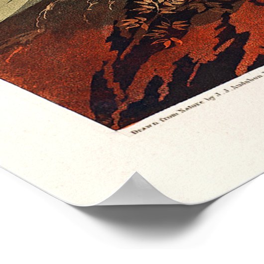 Trumpeter Swan door John James Audubon Poster (Hoek)