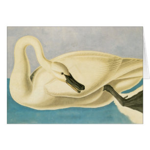 Trumpeter Swan door John James Audubon,  vogel