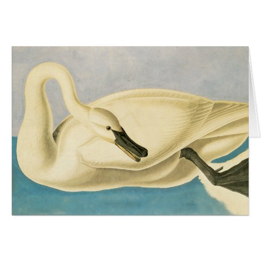 Trumpeter Swan door John James Audubon,  vogel (Voorkant Horizontaal)