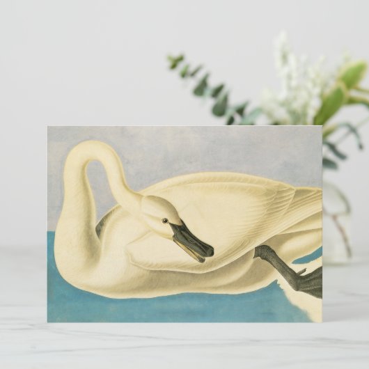 Trumpeter Swan door John James Audubon,  vogel (Staand voorkant)