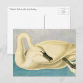 Trumpeter Swan door John James Audubon,  vogel Briefkaart (Voorkant / Achterkant)