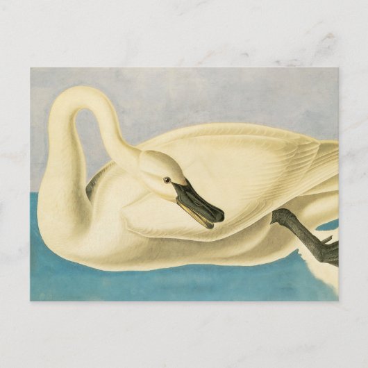Trumpeter Swan door John James Audubon,  vogel Briefkaart (Voorkant)