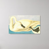 Trumpeter Swan door John James Audubon,  vogel Canvas Afdruk (Voorkant)