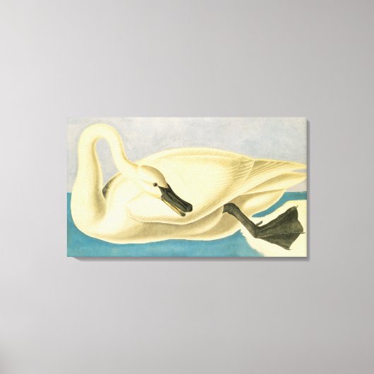 Trumpeter Swan door John James Audubon,  vogel Canvas Afdruk (Voorkant)
