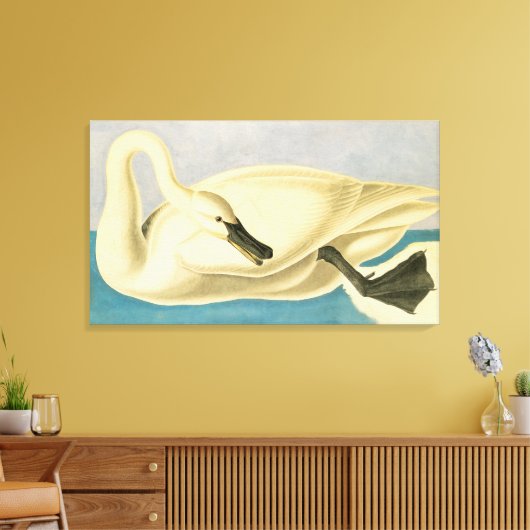 Trumpeter Swan door John James Audubon,  vogel Canvas Afdruk (Insitu (Woonkamer))