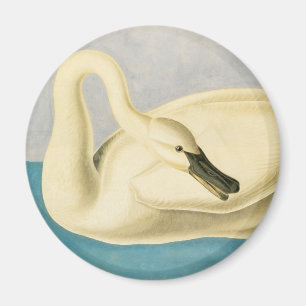 Trumpeter Swan door John James Audubon,  vogel Magneet