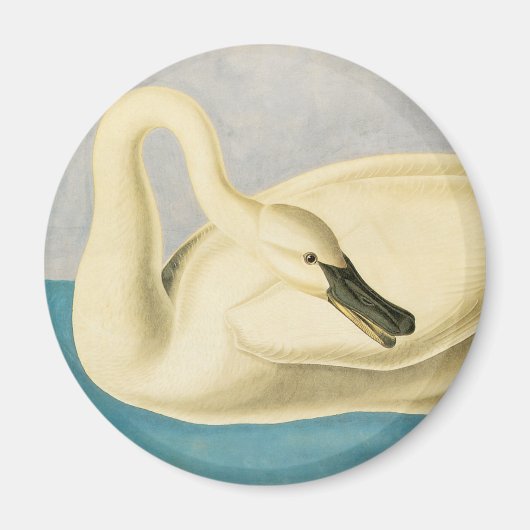 Trumpeter Swan door John James Audubon,  vogel Magneet (Voorkant)