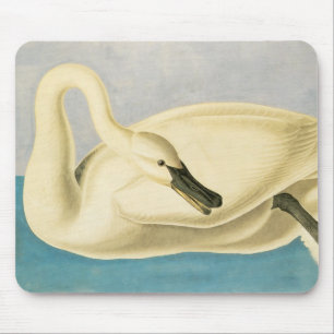 Trumpeter Swan door John James Audubon,  vogel Muismat
