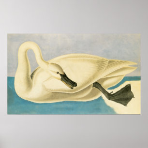 Trumpeter Swan door John James Audubon,  vogel Poster