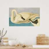 Trumpeter Swan door John James Audubon,  vogel Poster (Keuken)