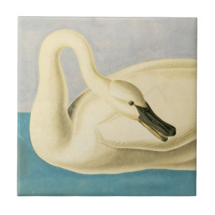 Trumpeter Swan door John James Audubon,  vogel Tegeltje
