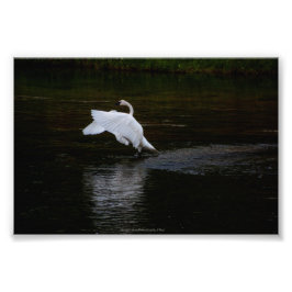 Trumpeter Swan Foto Afdruk